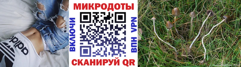 дарнет шоп  Усть-Кут  Псилоцибиновые грибы GOLDEN TEACHER 